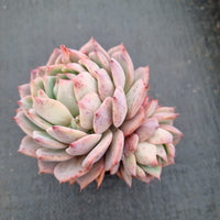 Echeveria Prism 棱镜