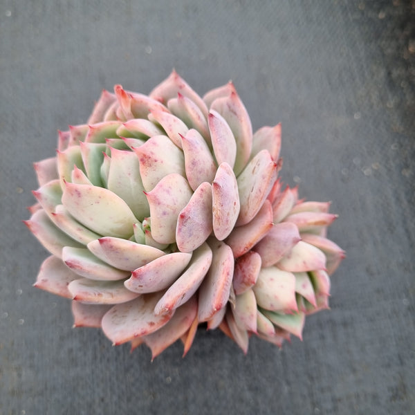 Echeveria Prism 棱镜