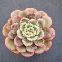 Echeveria Salmon 三文鱼