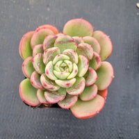 Echeveria Salmon 三文鱼