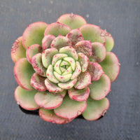 Echeveria Salmon 三文鱼