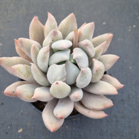 11cm pot Echeveria Machete