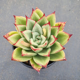 11cm pot Echeveria agavoides Ebony hybrid 乌木杂 11cm盆