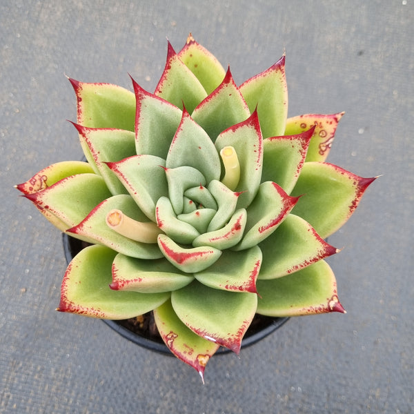 11cm pot Echeveria agavoides Ebony hybrid 乌木杂 11cm盆