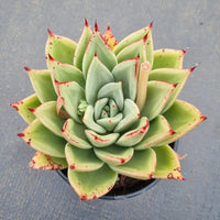 11cm pot Echeveria agavoides Ebony hybrid 乌木杂 11cm盆