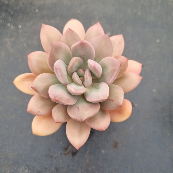 Echeveria Torres 桃花岛