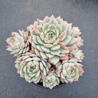 11cm pot Echeveria Tippy  蒂比