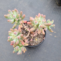 Sedum Pachyphytum'Koigokoro' 恋心