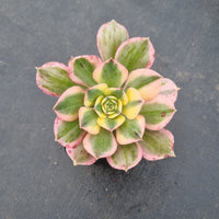 Aeonium Arboretum 'Sunburst' 灿烂