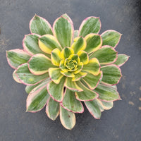 11cm pot Aeonium Arboretum 'Sunburst' 灿烂11cm盆