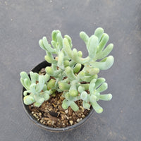 Sedum allantoides 香蕉美人