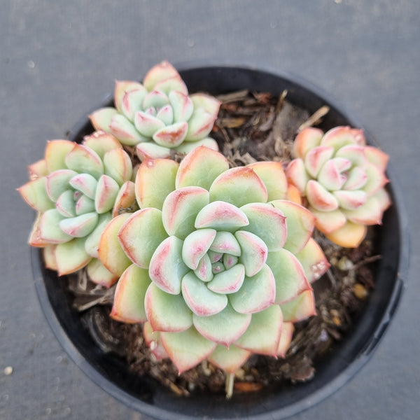 11cm pot Echeveria 'Brave' 勇敢11cm盆