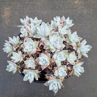 16cm pot Dudleya Farinosa 苹果叶16cm盆