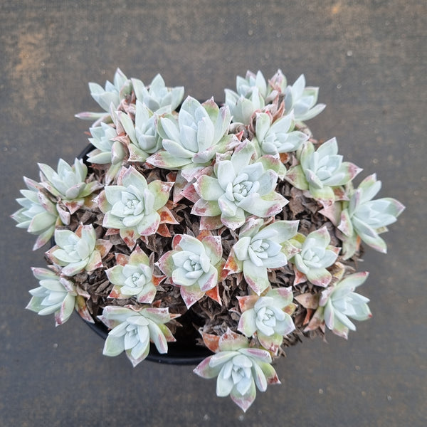 16cm pot Dudleya Farinosa 苹果叶16cm盆