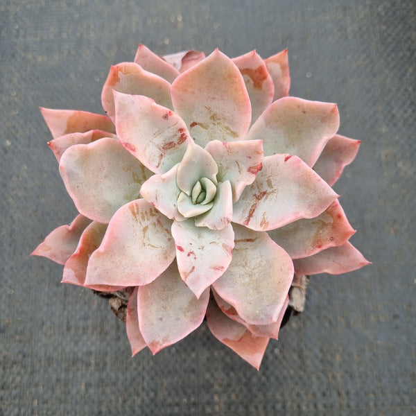 Echeveria Rococo 洛可可