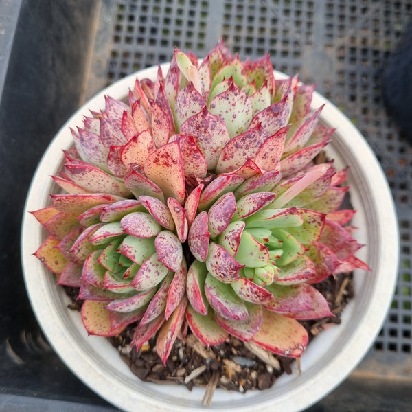 ＊GLGhybrid(2-298) Echeveria Subalpina hybrid 萨宾娜杂