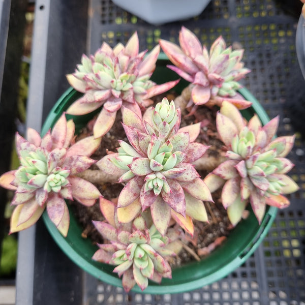 ＊GLGhybrid(2-312) Echeveria Subalpina hybrid 萨宾娜杂