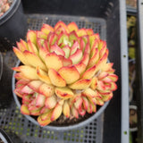 ＊GLGhybrid(2-313) Echeveria 'Puli-lindsayana' hybrid 宝丽安娜杂