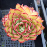 ＊GLGhybrid(2-313) Echeveria 'Puli-lindsayana' hybrid 宝丽安娜杂