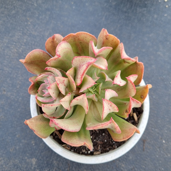 Echeveria Dark Vader 黑鹰