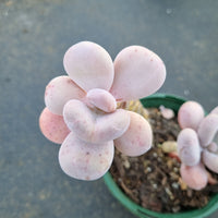 Pachyphytum sp