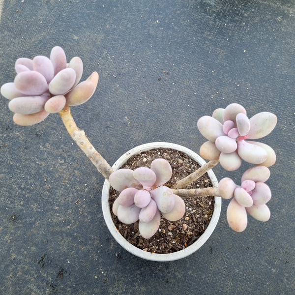 11cm pot Pachyphytum sp. 白美人