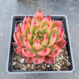 Echeveria agavoides Frank Reinelt 弗兰克