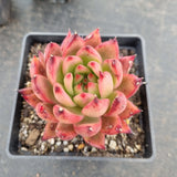 Echeveria agavoides Frank Reinelt 弗兰克