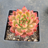 Echeveria agavoides Frank Reinelt 弗兰克