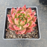 Echeveria agavoides Frank Reinelt 弗兰克