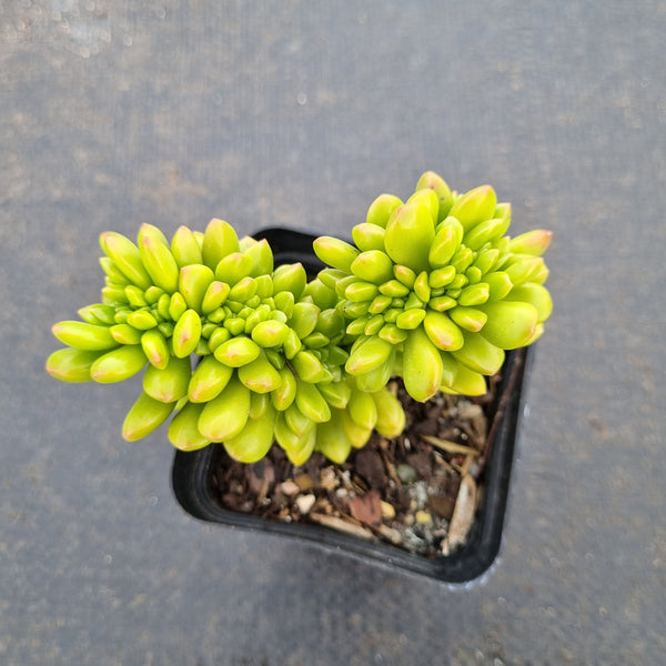 Sedum Lucidum 'Obesum' crested