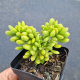 Sedum Lucidum 'Obesum' crested