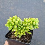 Sedum Lucidum 'Obesum' crested