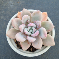 11cm pot Graptoveria Opalina 奥普琳娜11cm盆