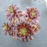 11cm pot Aeonium 'Superbang' 欧嘉莉11cm盆