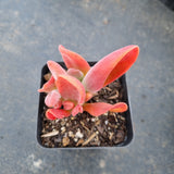 Kalanchoe firefox 火狐狸