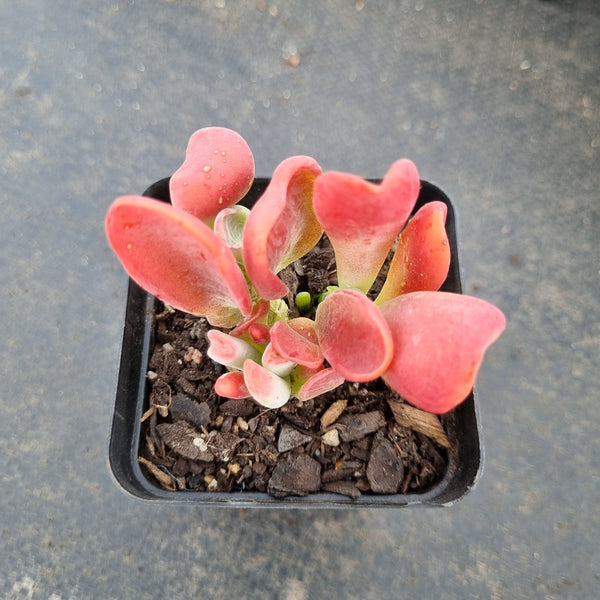 Kalanchoe firefox 火狐狸