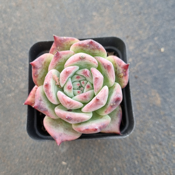 Echeveria Colorata 卡罗拉