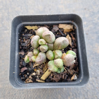 Adromischus Marianiae Alveolatus - Pink Spotted Form 咖啡豆