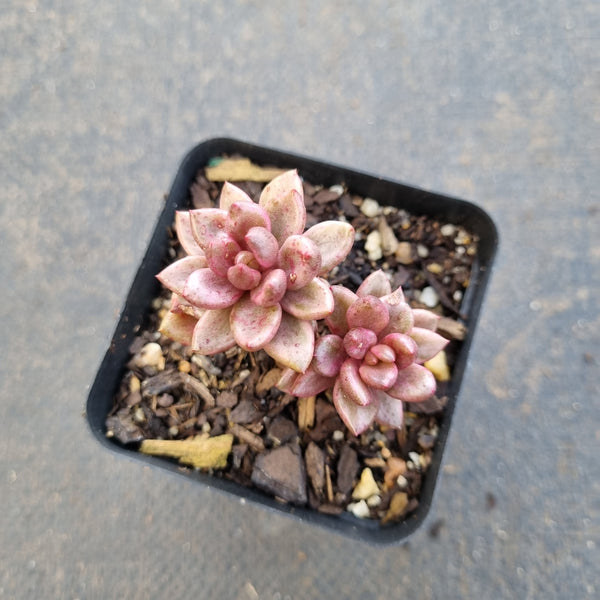 Lenopetalum Chocolate and Strawberries - Red variegated form of 'chocolate var' small 巧克力锦小号