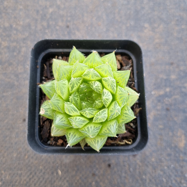 Haworthia cooperi var. Leightonii