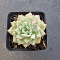 Echeveria Californica Queen 织锦