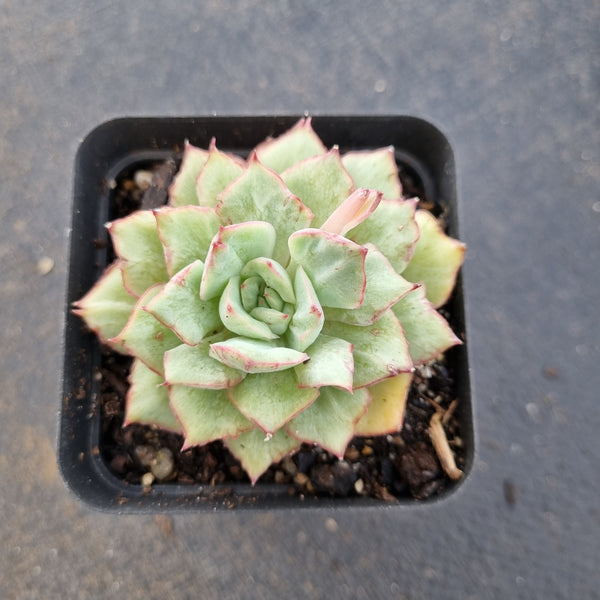 Echeveria Californica Queen 织锦