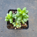 Sedum Hernandezii 绿龟卵