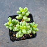 Sedum Hernandezii 绿龟卵