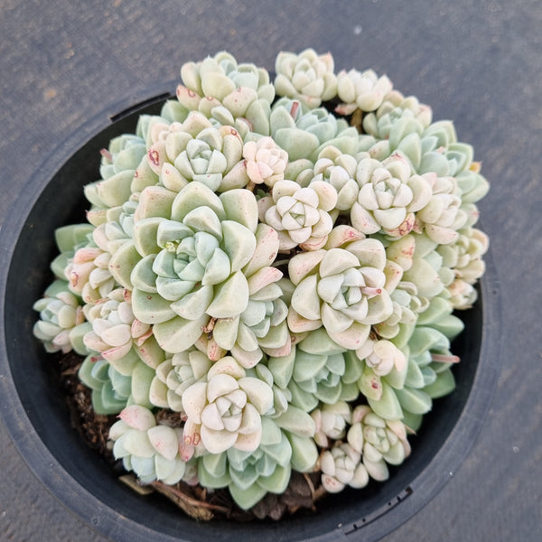 17cm pot Echeveria elegans 'Albicans' extra large cluster 阿尔卑斯厚叶月影大群