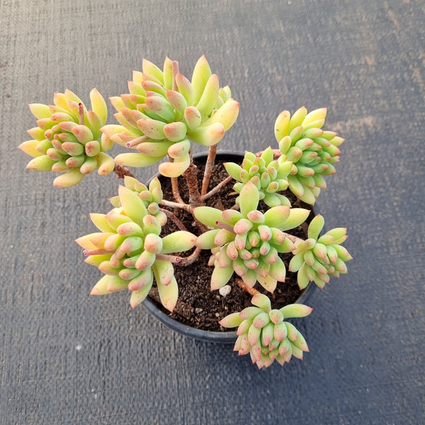 11cm pot Sedeveria Hummeli 柳叶莲华11cm盆