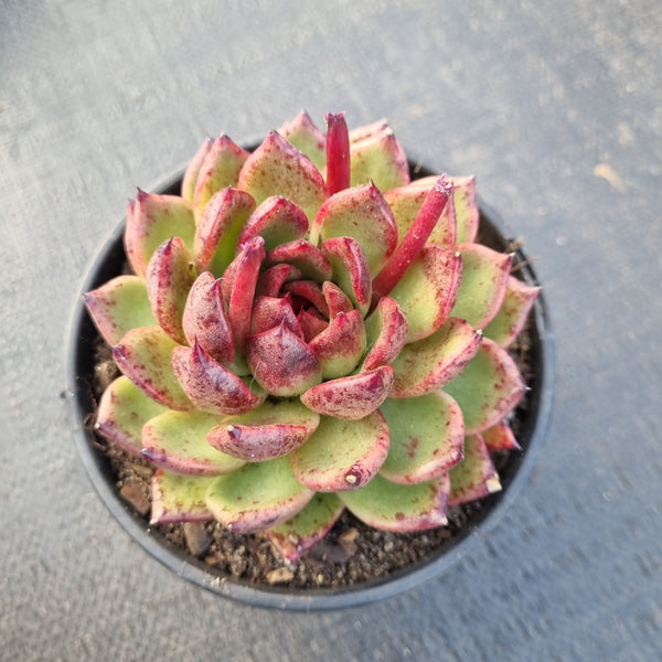 11cm pot Echeveria Blood Maria 血玛11cm盆