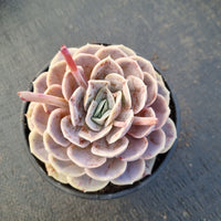 11cm pot Echeveria Blue Surprise 蓝色惊喜11cm盆