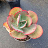 11cm pot Echeveria no ID 不知名红边包菜